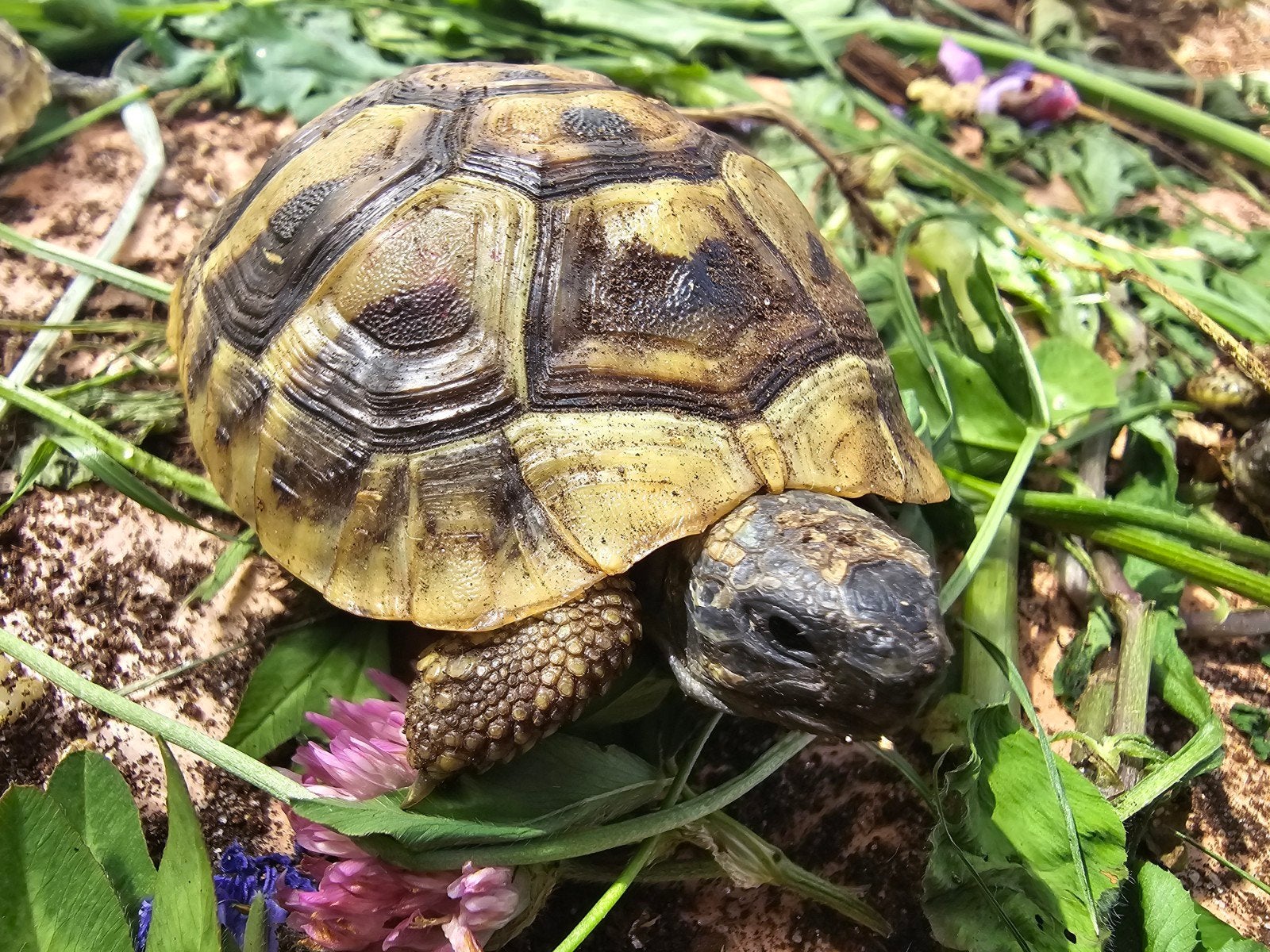 Nakweek Griekse landschildpadden Tortoise photo 7