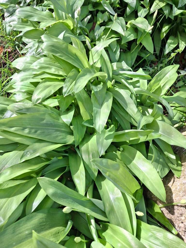 Daslook planten - Vers en aromatisch, Ophalen of Verzenden, Overige soorten, Volle zon
