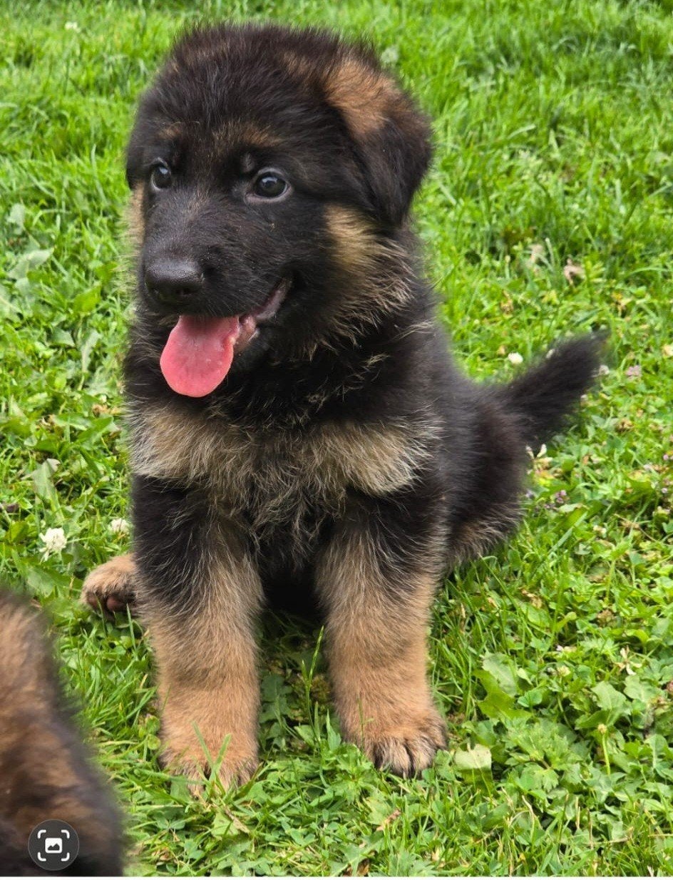 Duitse herderpups met stamboom, Dieren en Toebehoren, 8 tot 15 weken, Parvo, Meerdere, Meerdere dieren