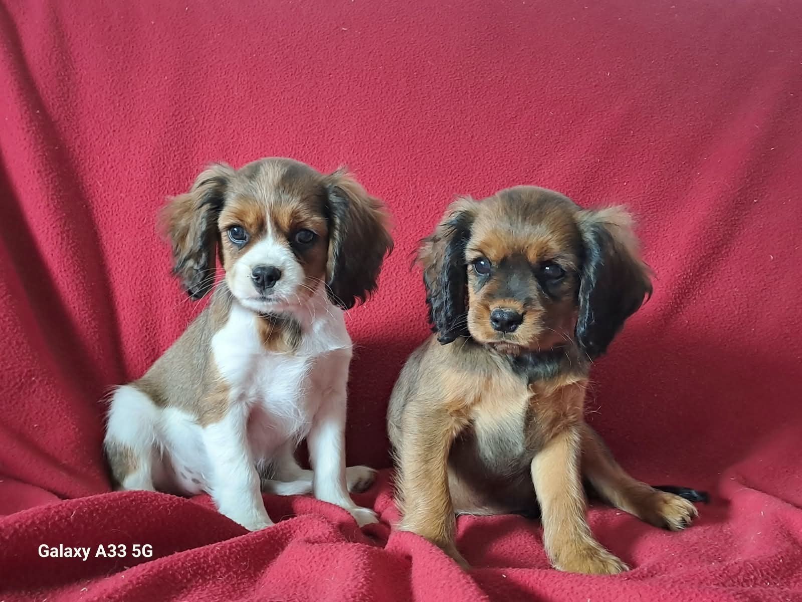 Cavalier King Charles kruising pups, Overige rassen, CDV (hondenziekte), 8 tot 15 weken, Meerdere