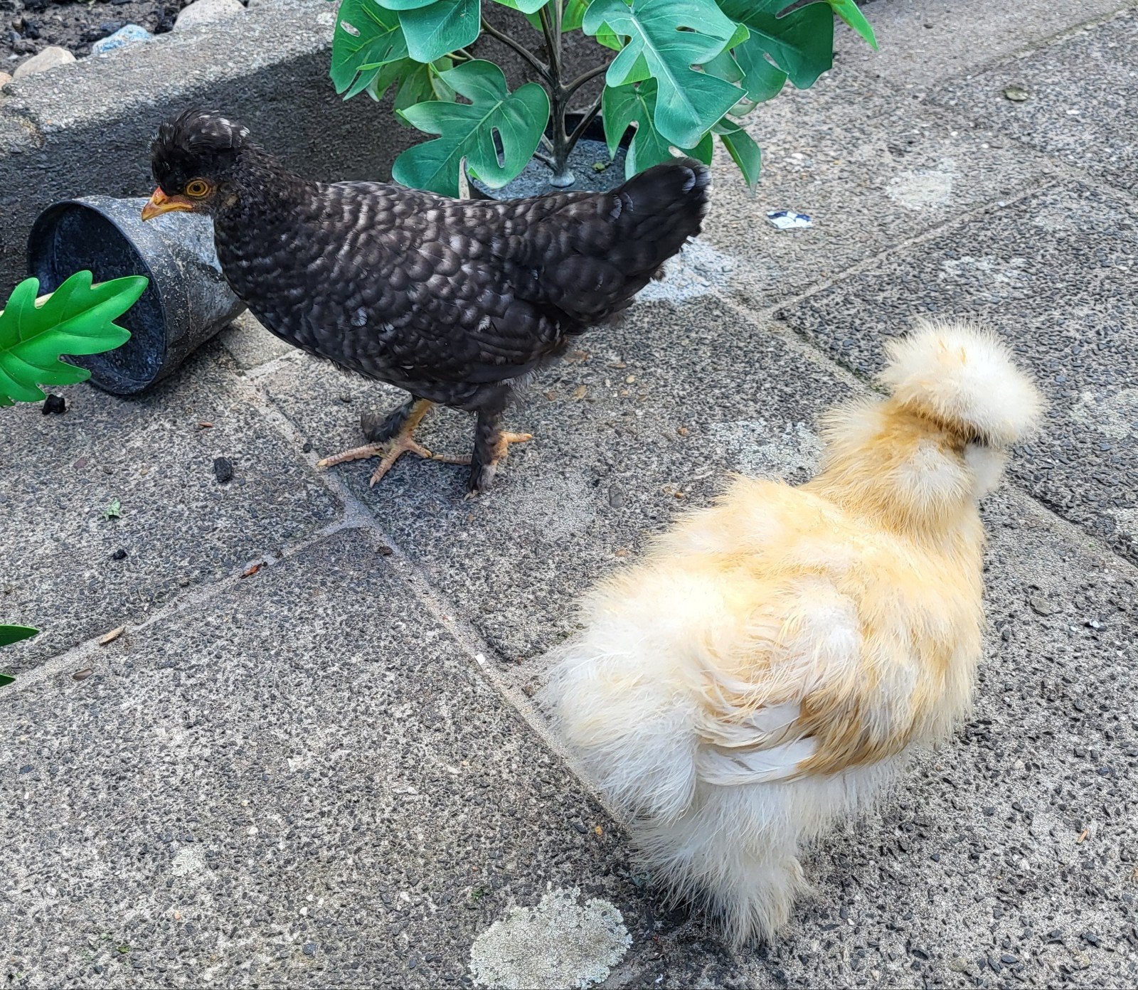 kuikens/kippen, Dieren en Toebehoren, Pluimvee, Geslacht onbekend, Kip