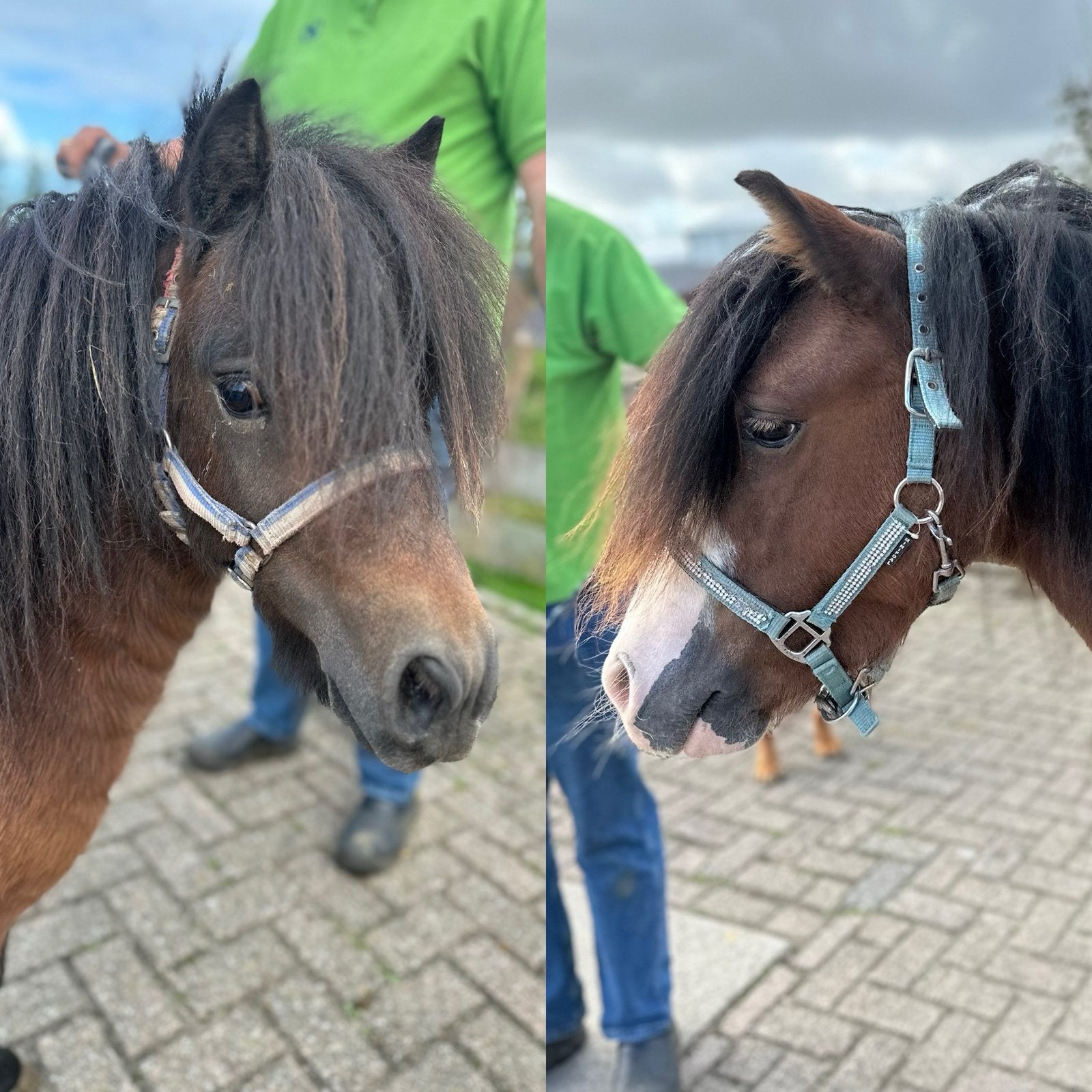 Welsh & Shetlander te koop, Met stamboom, Ruin, 3 tot 6 jaar, B pony (1.17m tot 1.27m)