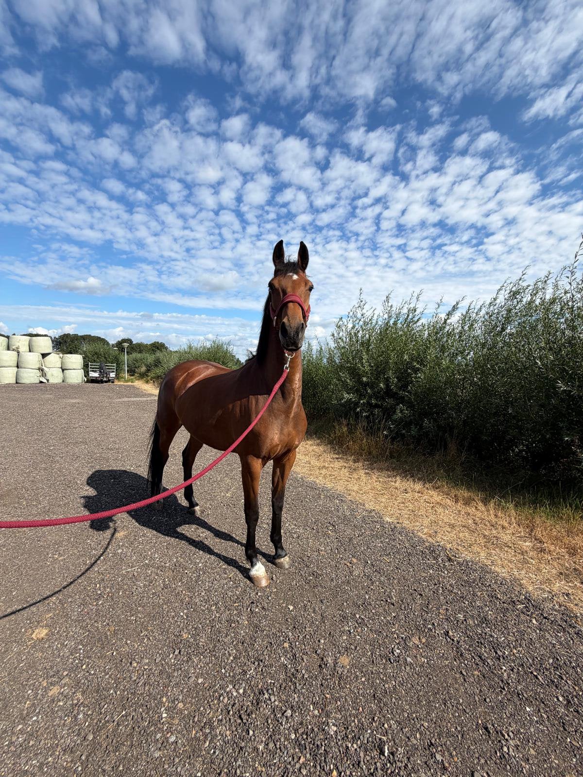 Merrie 4 onbeleerd, Dieren en Toebehoren, Paarden, Merrie, 160 tot 165 cm, Dressuurpaard