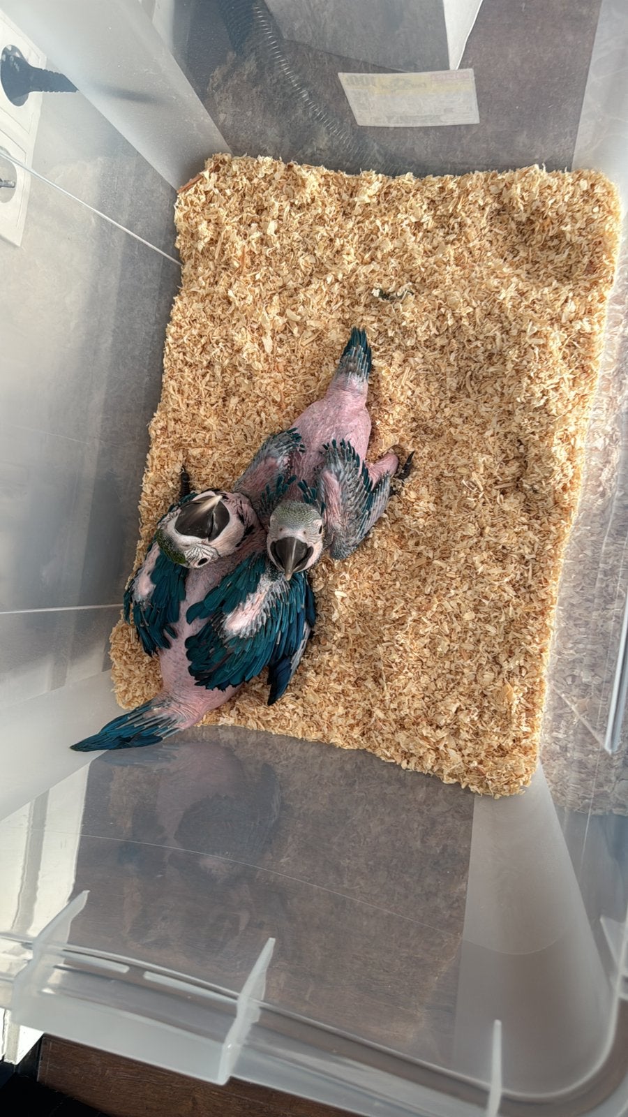 Te koop blauw gele ara’s, Dieren en Toebehoren, Mannelijk, Papegaai