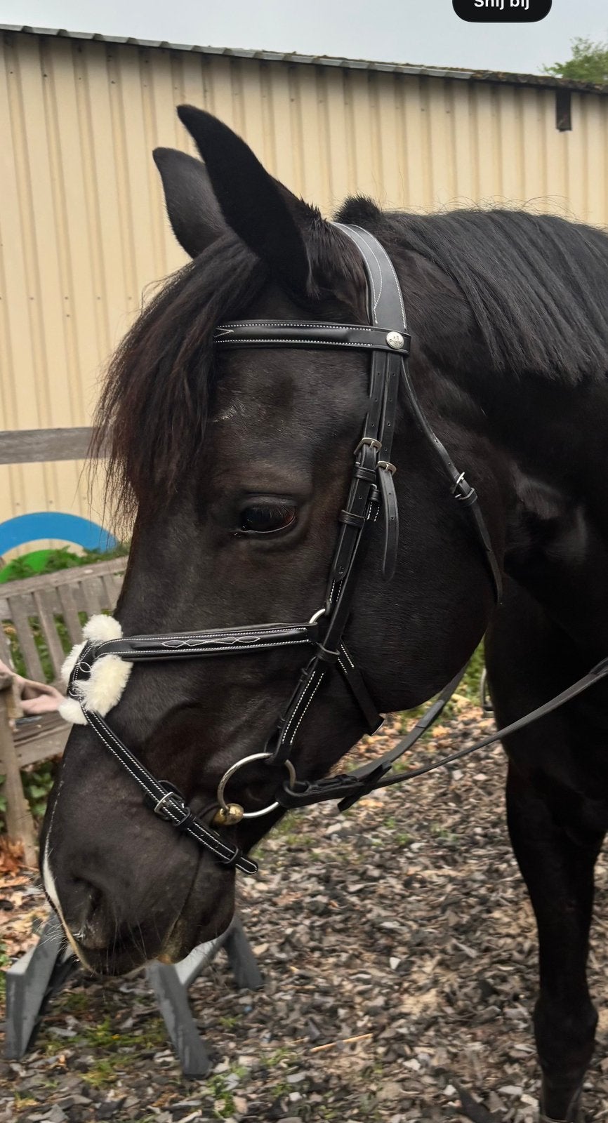 Mexicaans hoofdstel zwart, Dieren en Toebehoren, Paarden en Pony's | Hoofdstellen en Tuigage, Hoofdstel, Ophalen of Verzenden