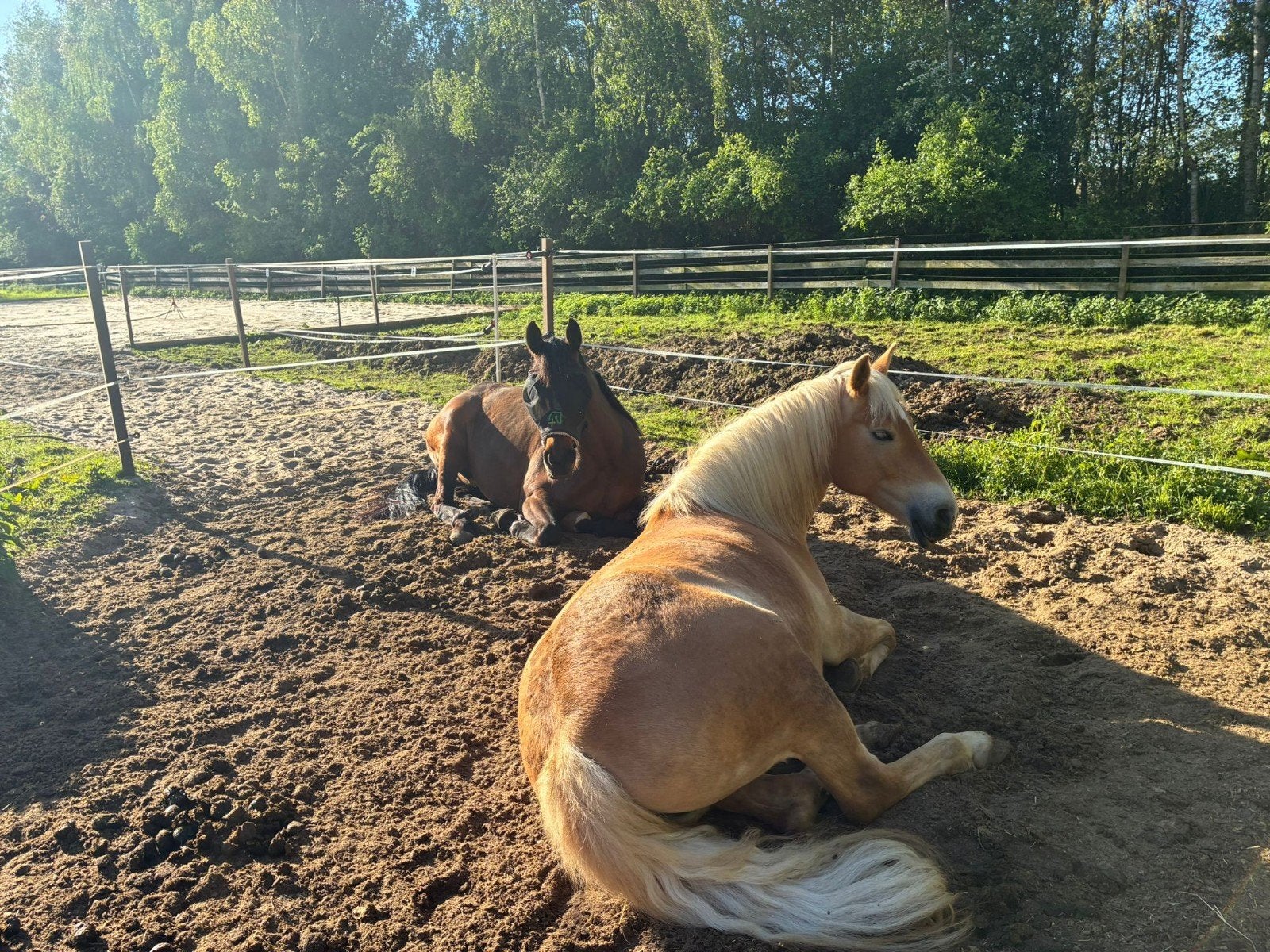 24/7 stalling/weidegang buiten te Silvolde met rijbak!, Weidegang