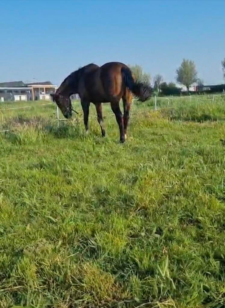 Weidegang stalling (Breda), Weidegang