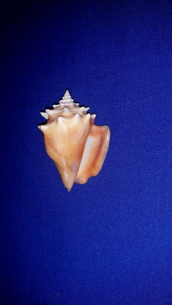 Schelpen, Strombus pugilis, Ophalen of Verzenden, Schelp(en)
