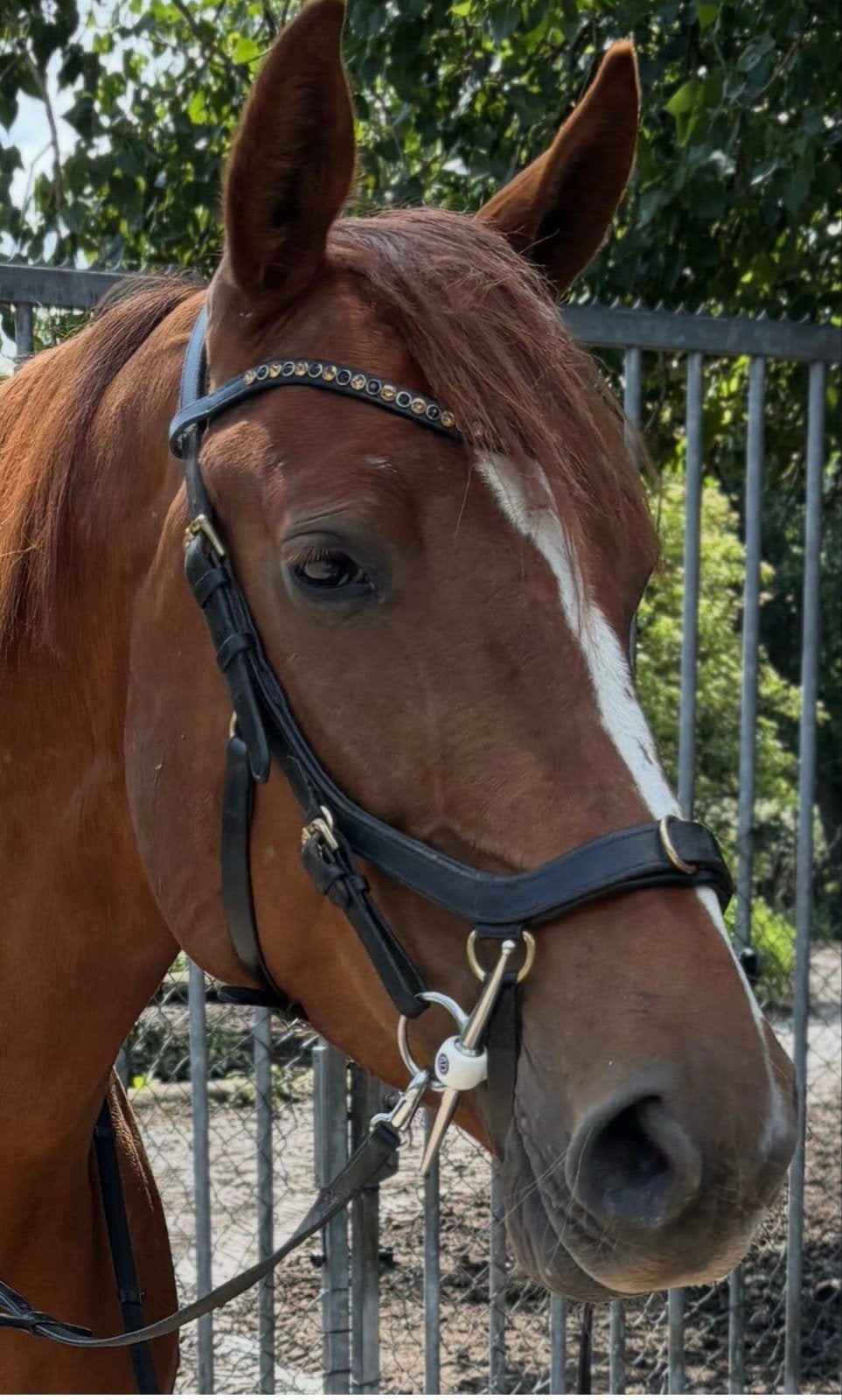 Horseware Micklem multi bridle maat Cob  – extra frontriem, Ophalen of Verzenden, Zo goed als nieuw
