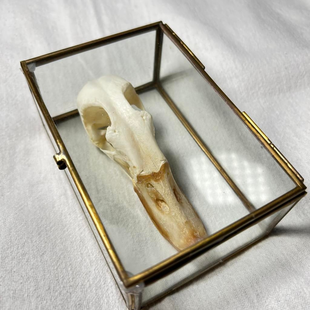 Schedel van een eend 10 cm, in glazen vitrine, Ophalen of Verzenden, Zo goed als nieuw, Beeldje of Figuurtje