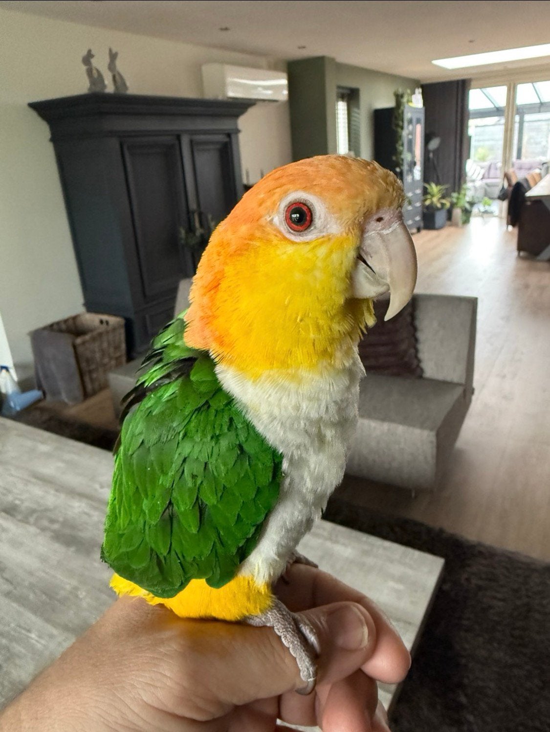 Roestkop Caique vrouwelijk evt met Kooi, Vrouwelijk, Papegaai, Tam