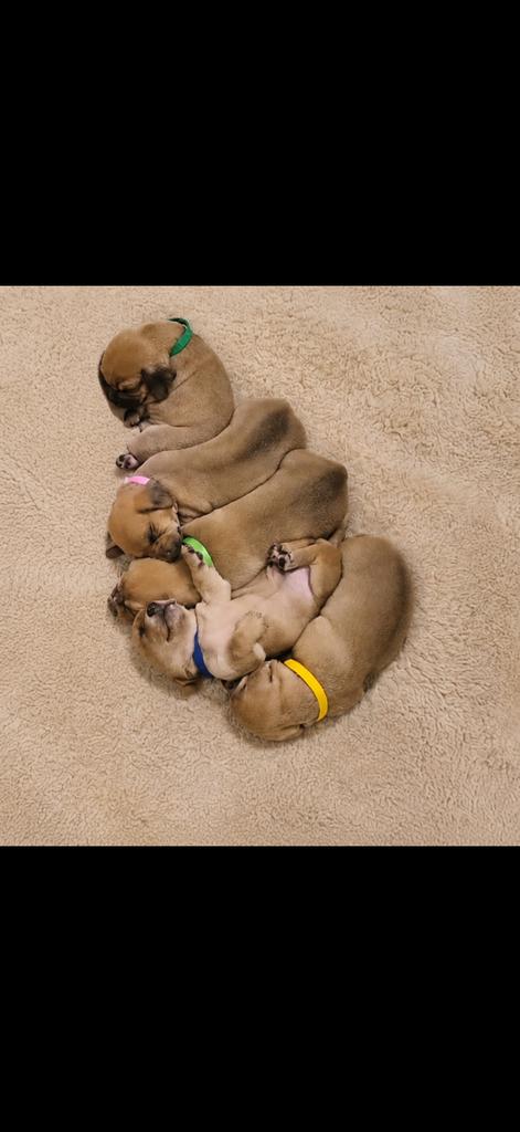 Red/cream teckels, Dieren en Toebehoren, Honden | Teckels en Dashonden, Parvo, 8 tot 15 weken, Korthaar, Dwerg