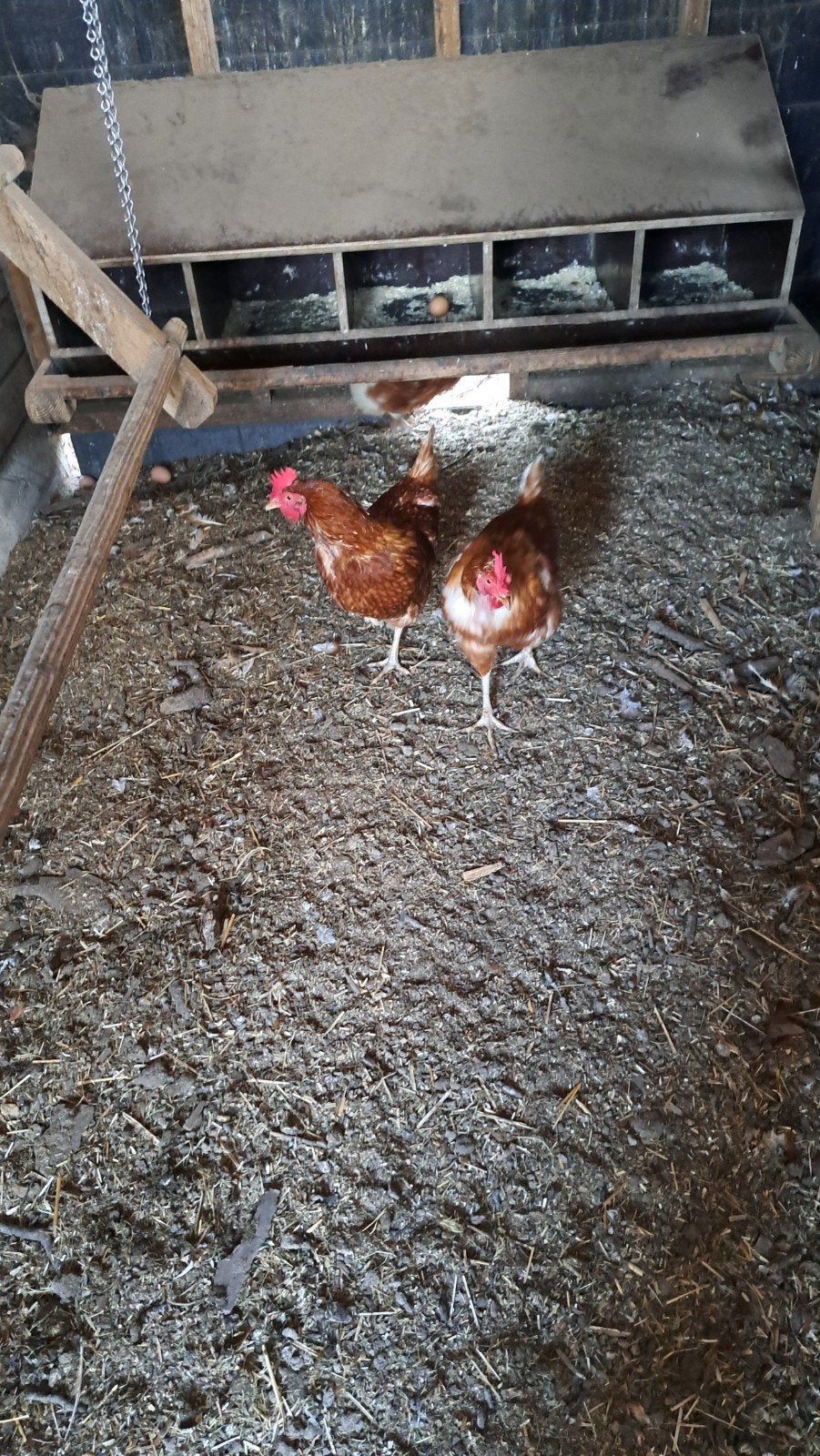 legkippen, Dieren en Toebehoren, Vrouwelijk, Kip