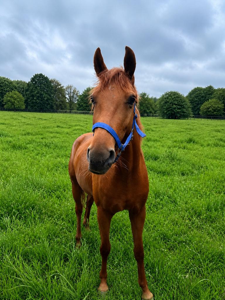 4 jarige kwpn dragende merrie van kjento x scandic, Merrie, Met stamboom, Dressuurpaard, 3 tot 6 jaar