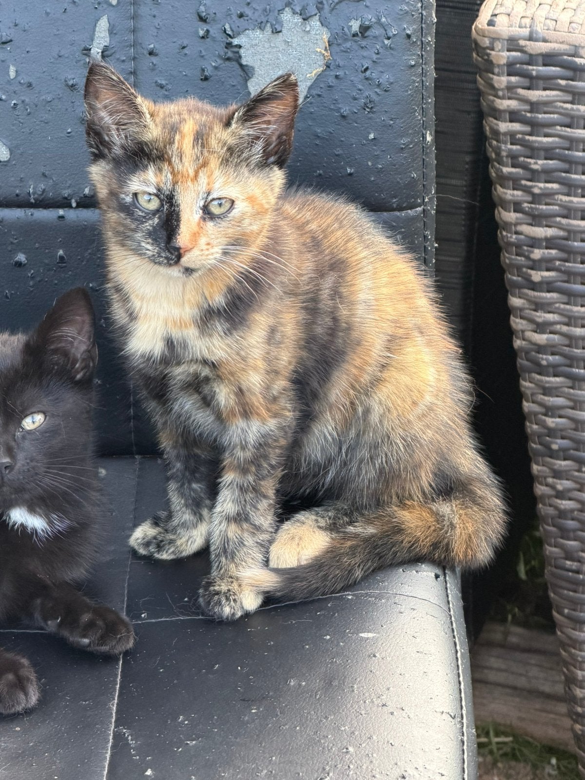 Kitten, Meerdere dieren