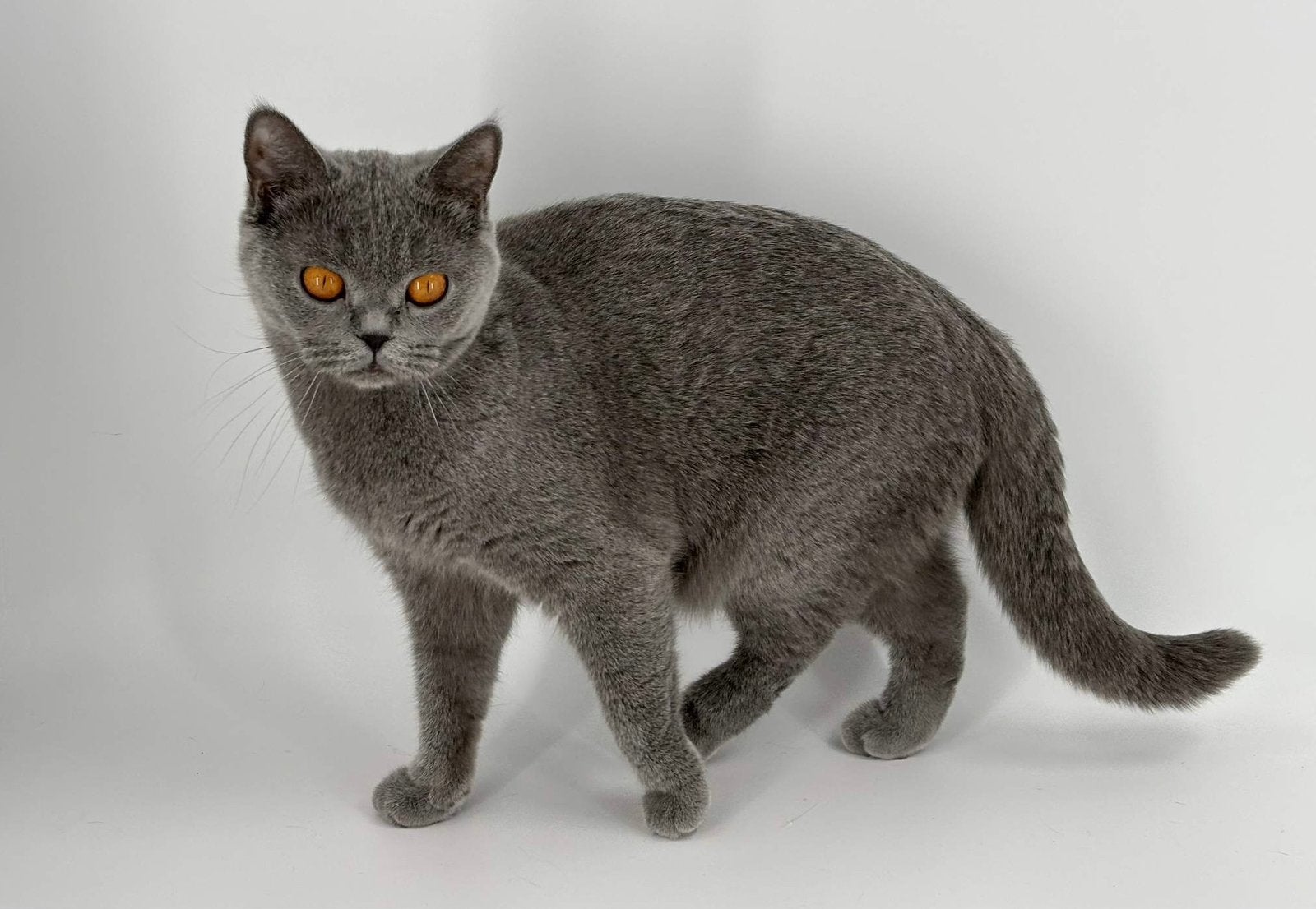 Brits Korthaar poes / Britse Korthaar poes, Dieren en Toebehoren, Katten en Kittens | Raskatten | Korthaar