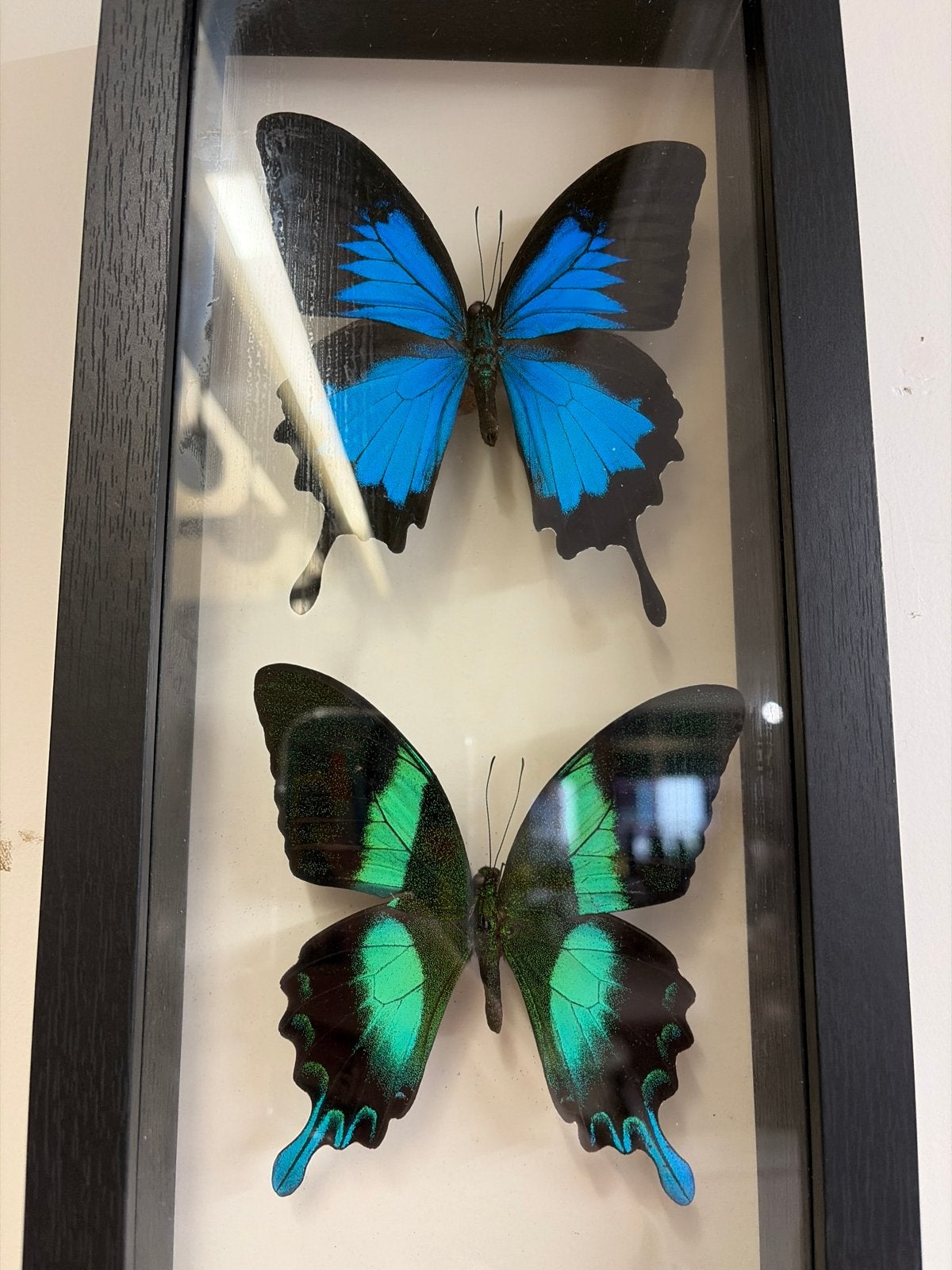Ingelijste vlinders: Blauwe en Groene Papilio, Ophalen of Verzenden, Nieuw, Insect, Opgezet dier