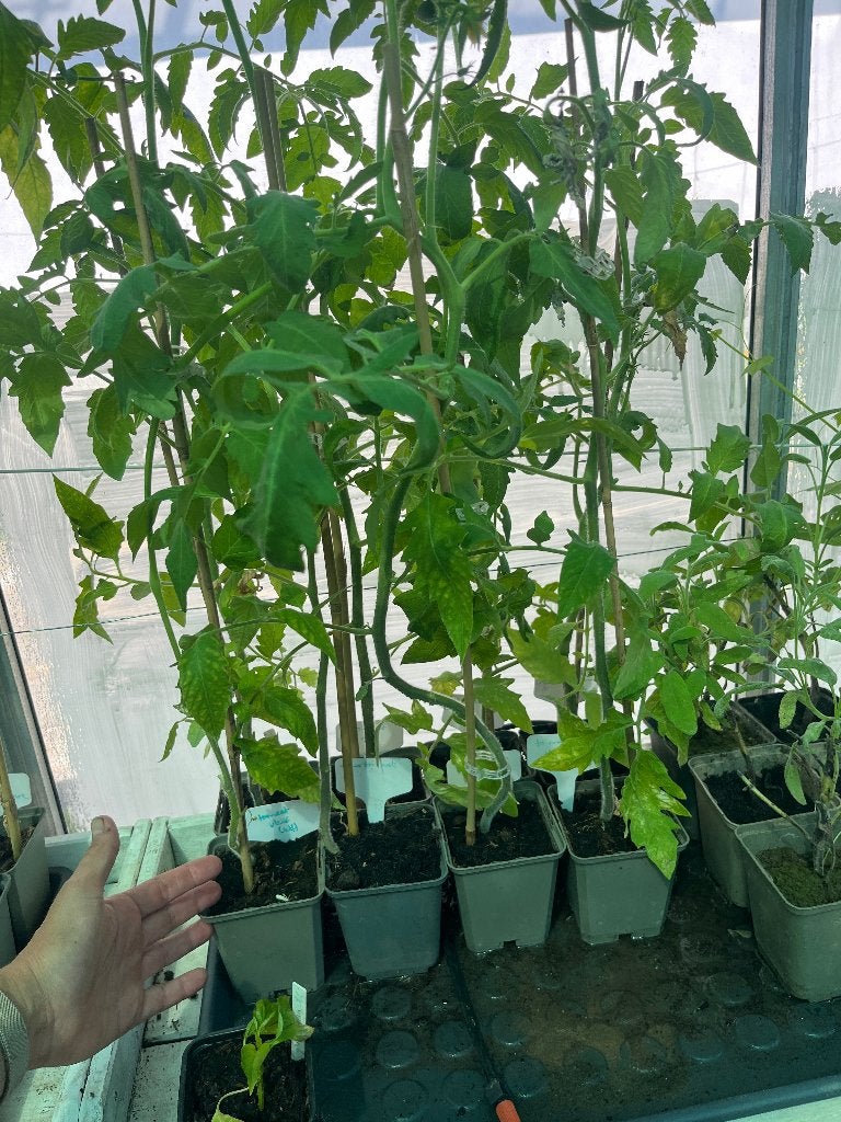 Diverse soorten tomaat tomaten planten en meer, Ophalen, Eenjarig, Groenteplanten, Volle zon