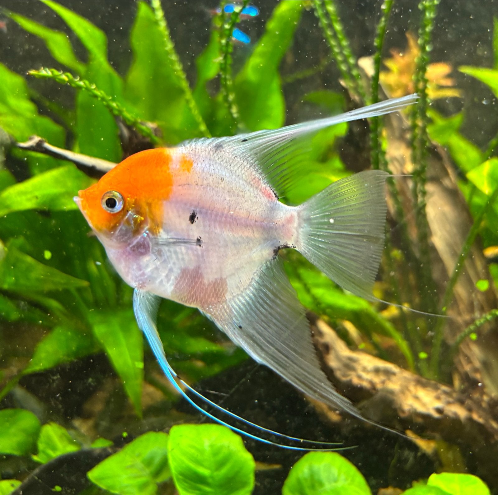 4 maanvissen te koop, Dieren en Toebehoren, Vis