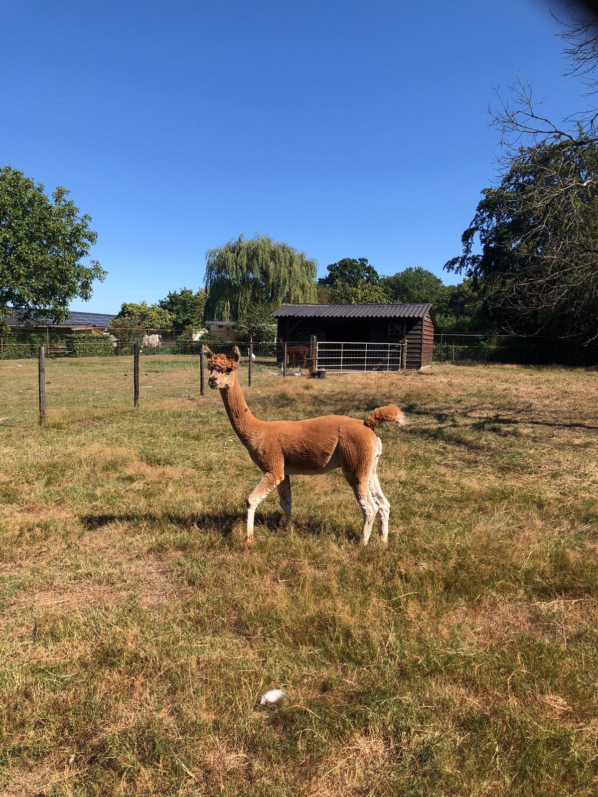 Alpaca dekhengst te koop €275,00, Juni, Mannelijk