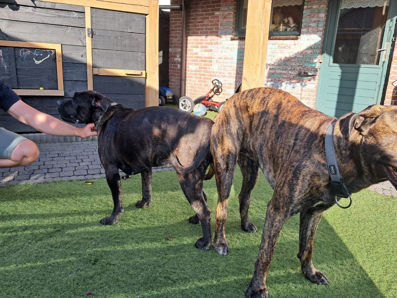 Nestaankondiging Cane Corso, Dieren en Toebehoren, Honden | Niet-rashonden, Meerdere dieren, Particulier, Meerdere, Nederland
