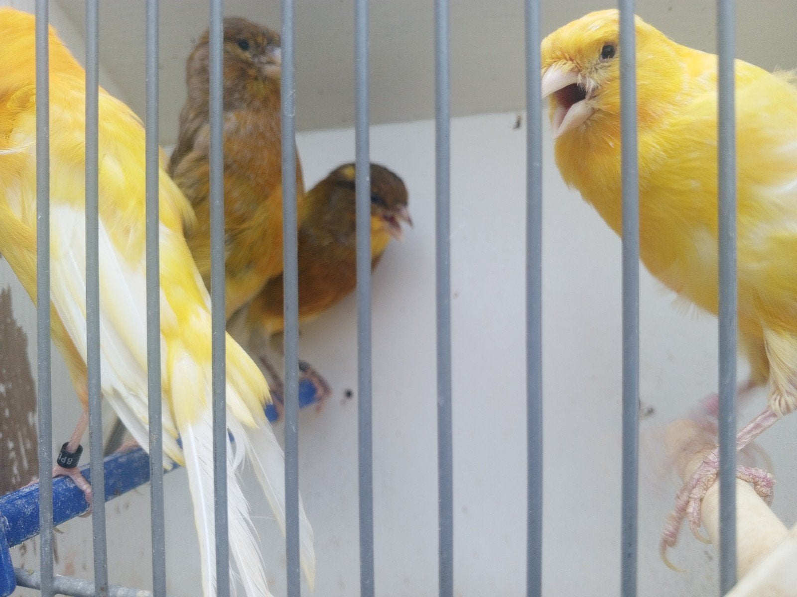 Landgraaf, Dieren en Toebehoren, Meerdere dieren, Kleurkanarie