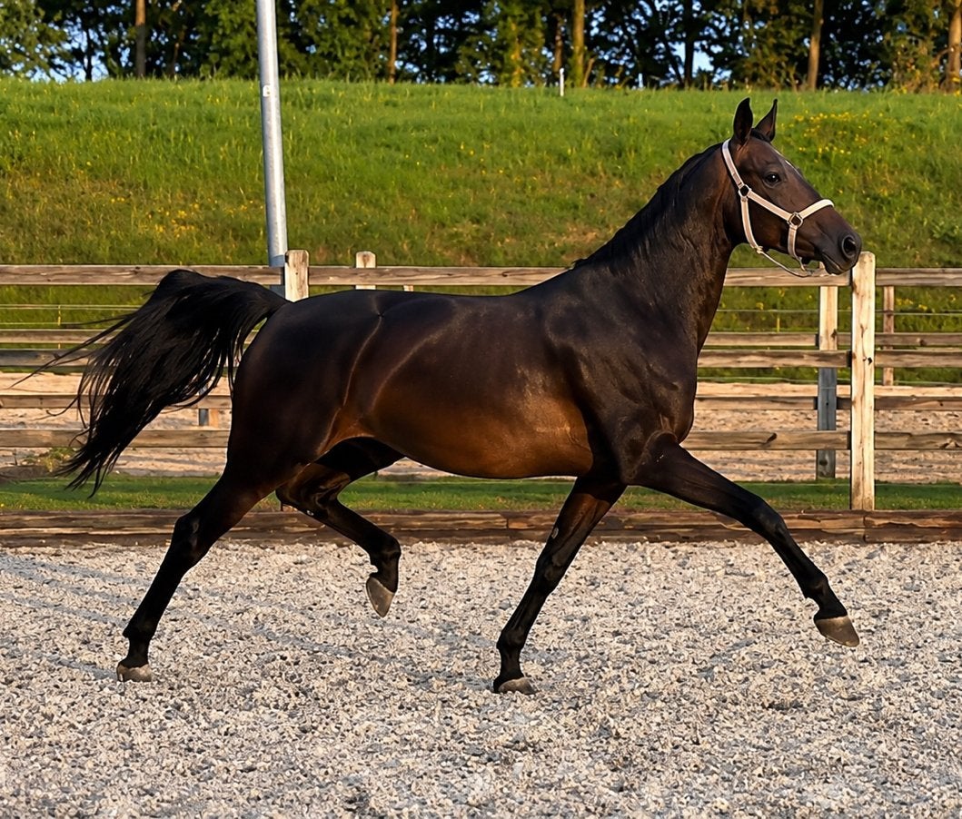 Te koop, mooie 3-jarige merrie van Osborne., Dieren en Toebehoren, Paarden, Merrie, 165 tot 170 cm, Dressuurpaard, 3 tot 6 jaar