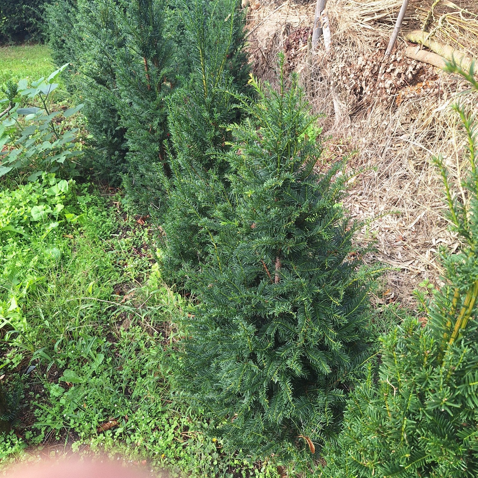Taxus, Ophalen, Bloeit niet, Overige soorten, Volle zon