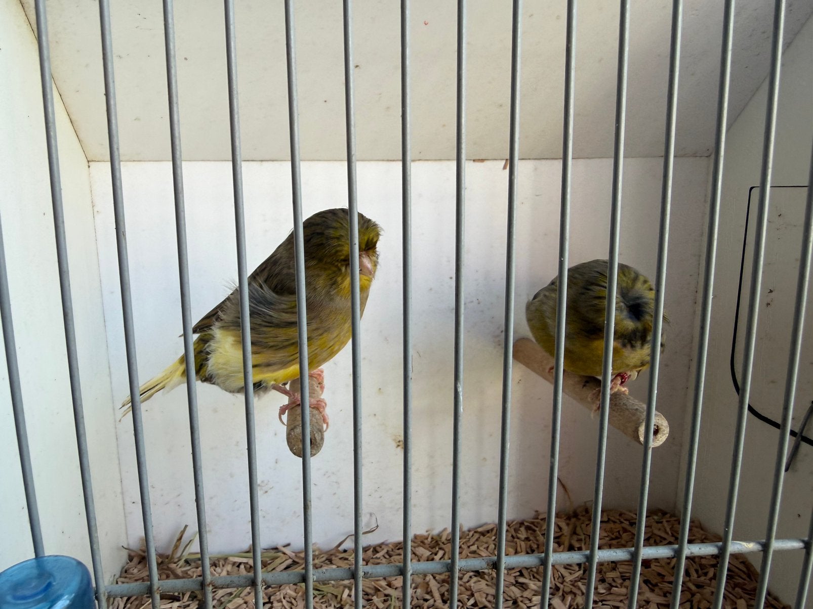 Koppel glosters, Meerdere dieren, Postuurkanarie