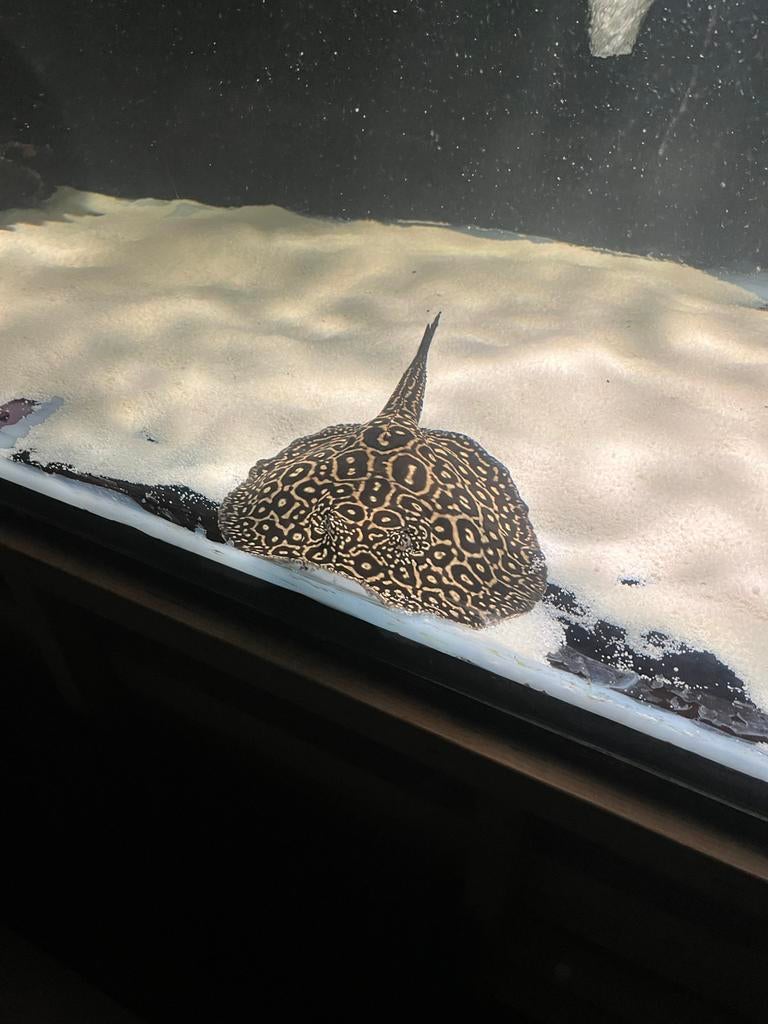 potamotrygon pearl female 30cm disc, Dieren en Toebehoren, Vissen | Aquariumvissen, Vis