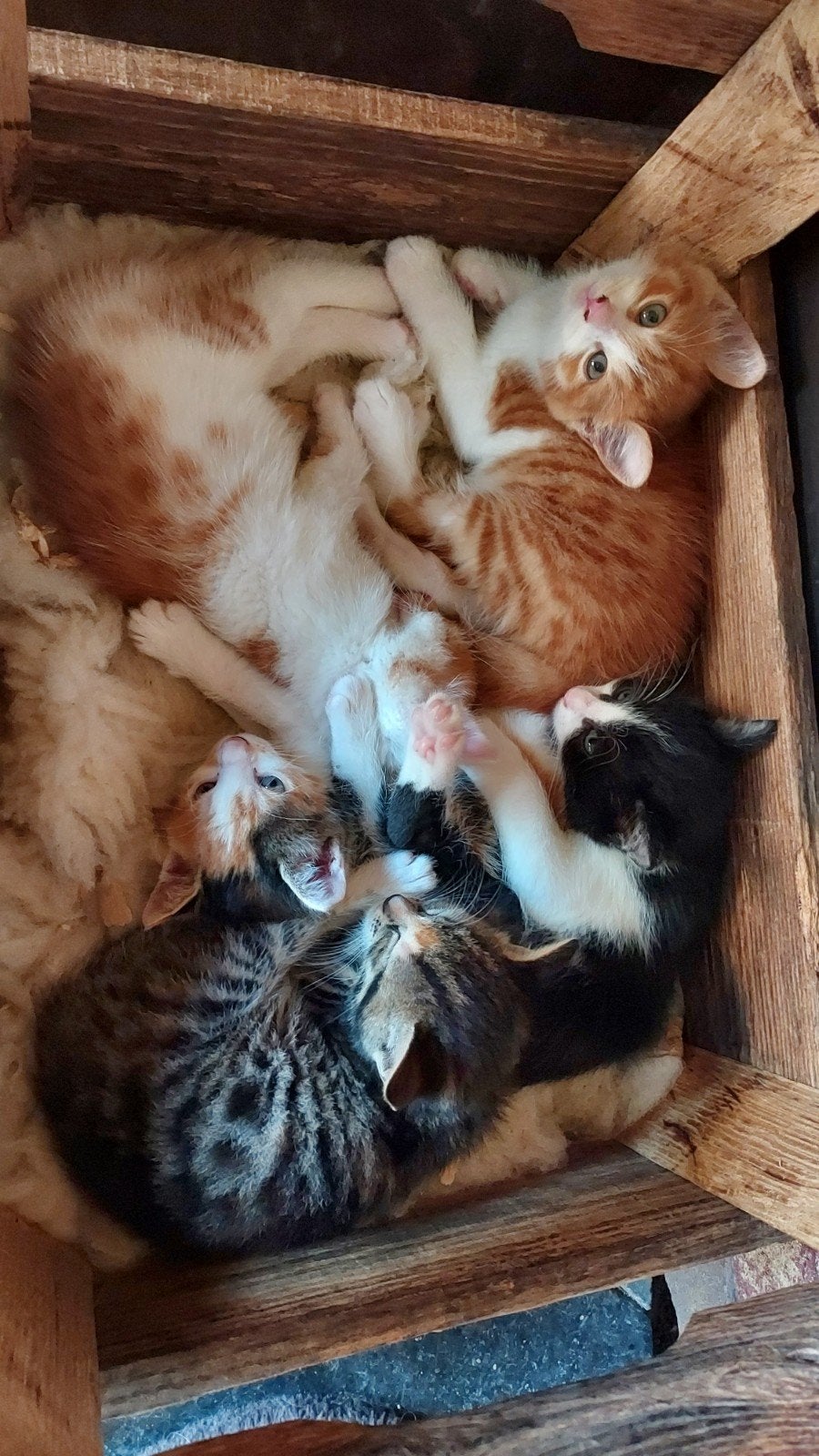 Prachtige kittens, Dieren en Toebehoren, Meerdere dieren