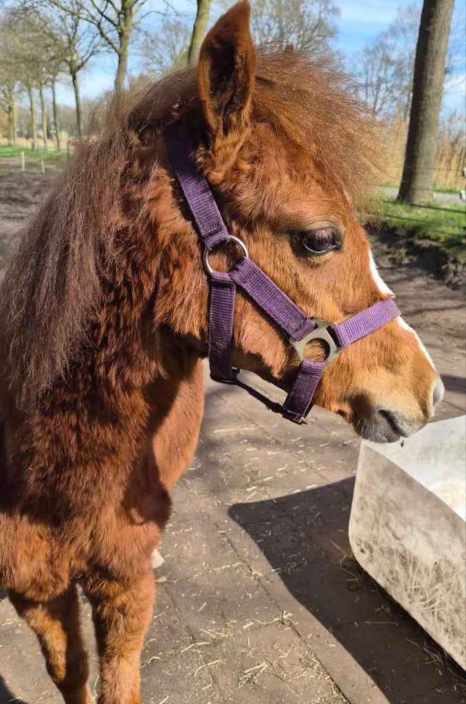 vos Welsh pony's sectie B (merrie), Dieren en Toebehoren, Paarden, Merrie, Minder dan 160 cm, 0 tot 2 jaar