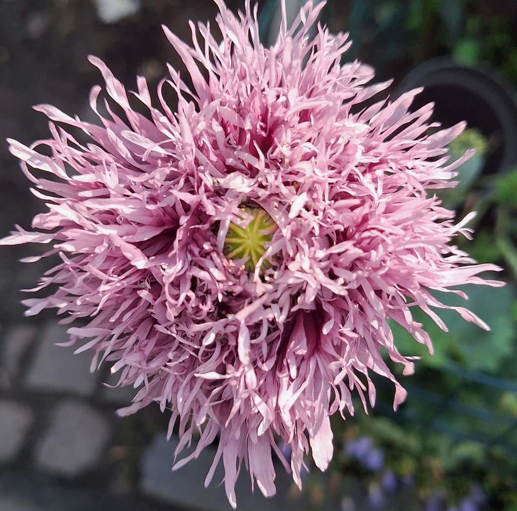 Papaver somniferum paars mix zaden, Tuin en Terras, Bloembollen en Zaden, Ophalen of Verzenden, Volle zon