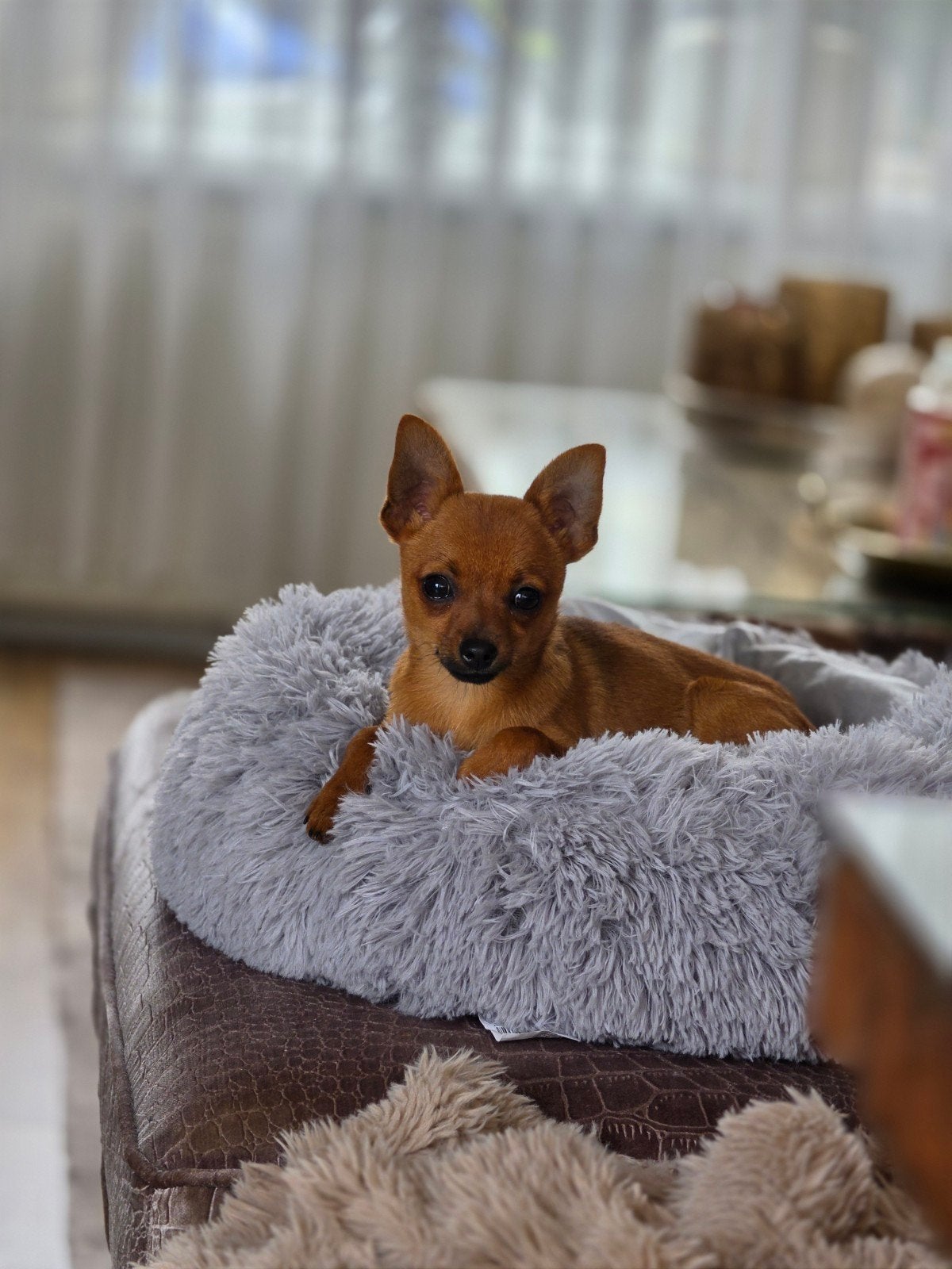 Pincher x pomeriaan teefje, Dieren en Toebehoren, Honden | Bulldogs, Pinschers en Molossers, Teef, Overige rassen, Particulier