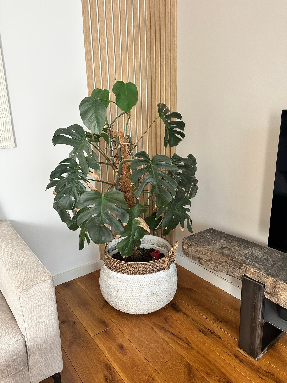 Monstera Deliciosa - Grote Kamerplant, Ophalen, 100 tot 150 cm, Overige soorten, Halfschaduw