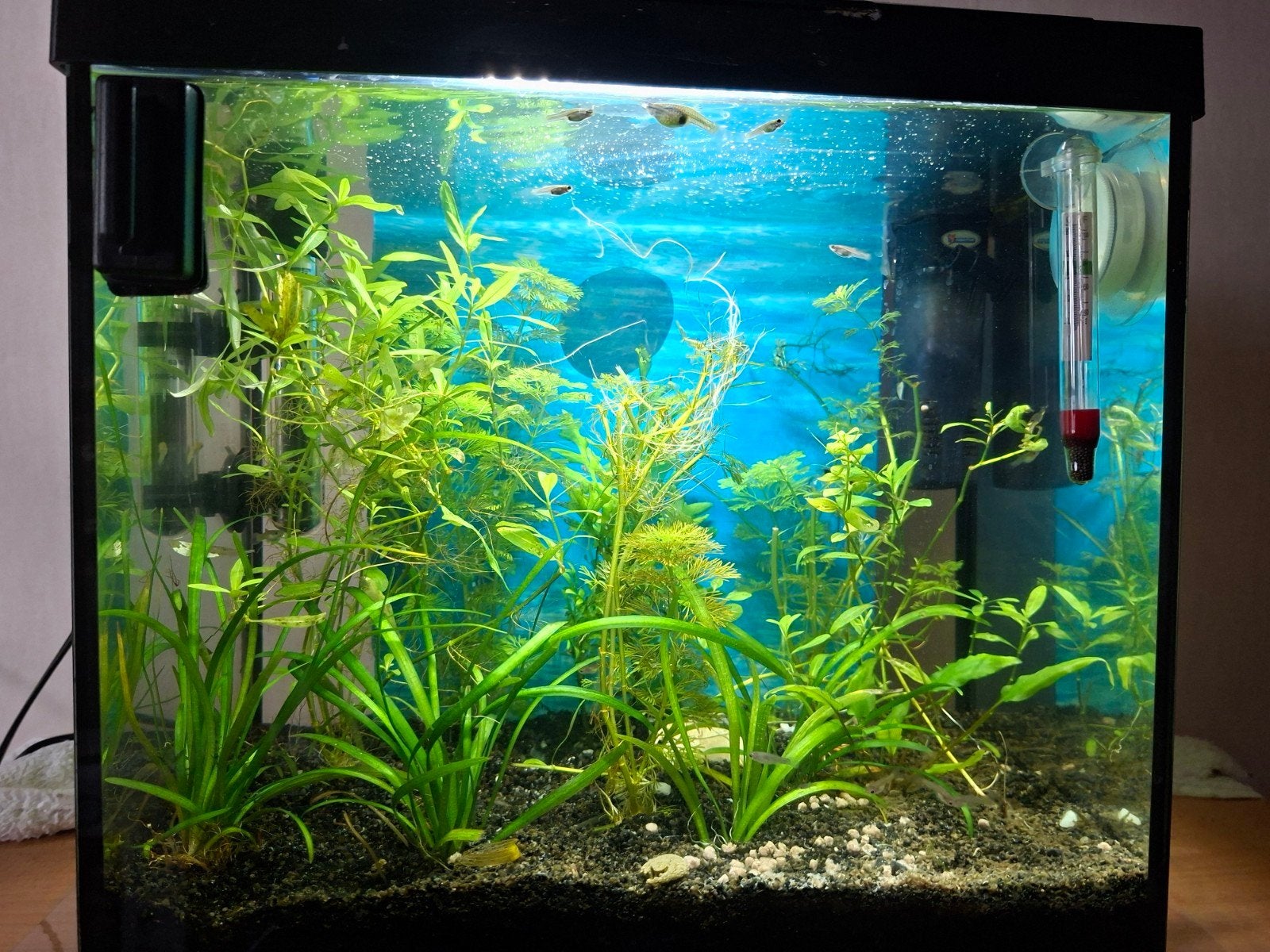 mooi superfish aquarium voor beginners, Dieren en Toebehoren, Ophalen, Gebruikt, Leeg aquarium
