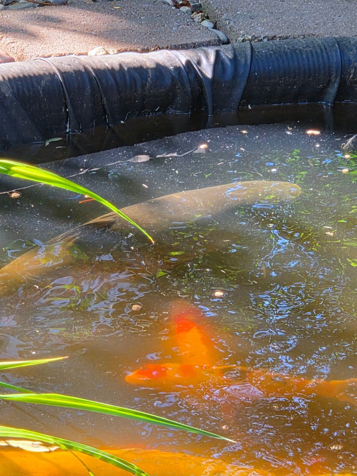 Twee zwarte gras karpers te koop, Dieren en Toebehoren, Karper of Koi
