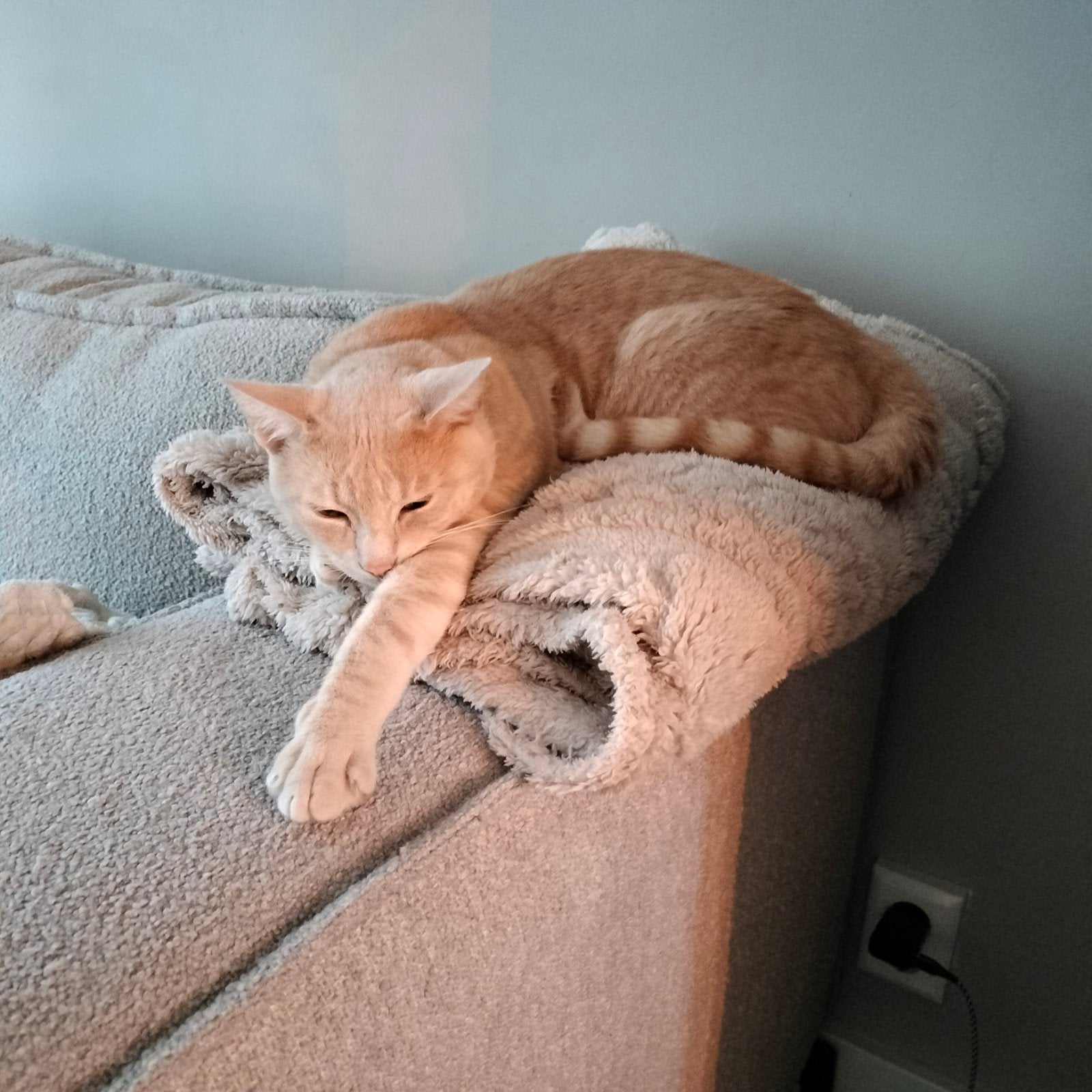Lieve, aanhankelijke kater Zalm (1 jaar)️