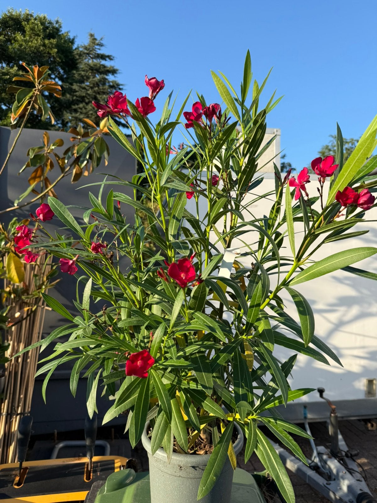 Oleanders unieke aanbieding grote planten 80/90 cm boven pot, Vaste plant, Halfschaduw, Zomer, Ophalen