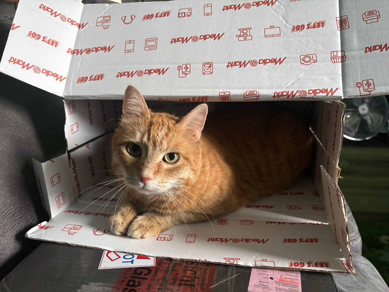 Kat korthaar rood Igor 6jr, Kater, Kortharig, 6 jaar of ouder