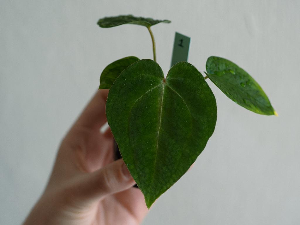 Anthurium Michelle x Papillilaminum zaailing #1, Overige soorten, Minder dan 100 cm, Groene kamerplant, Halfschaduw