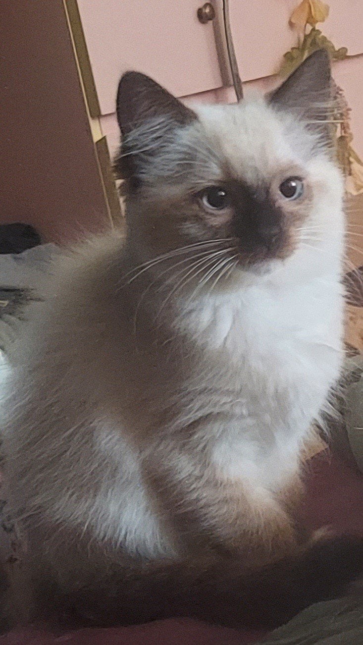 Ragdoll kittens mogen naar hun nieuwe huisje, Meerdere dieren