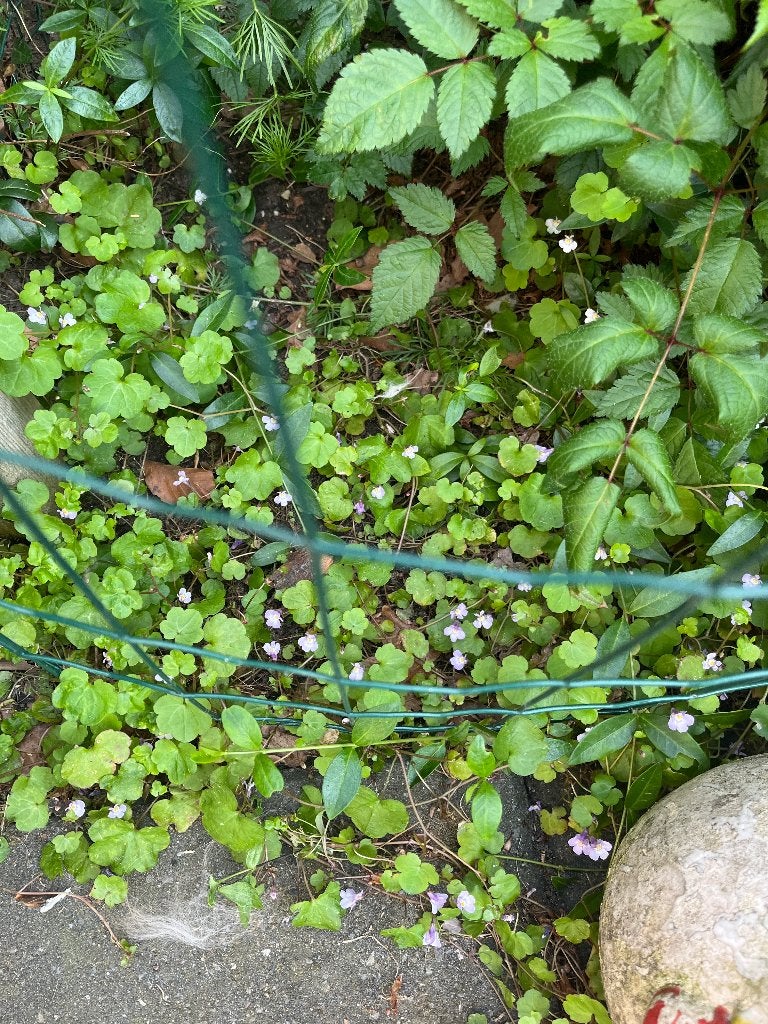 Cymbalaris muralis muurleeuwebek, Ophalen of Verzenden, Vaste plant, Bodembedekkers, Volle zon