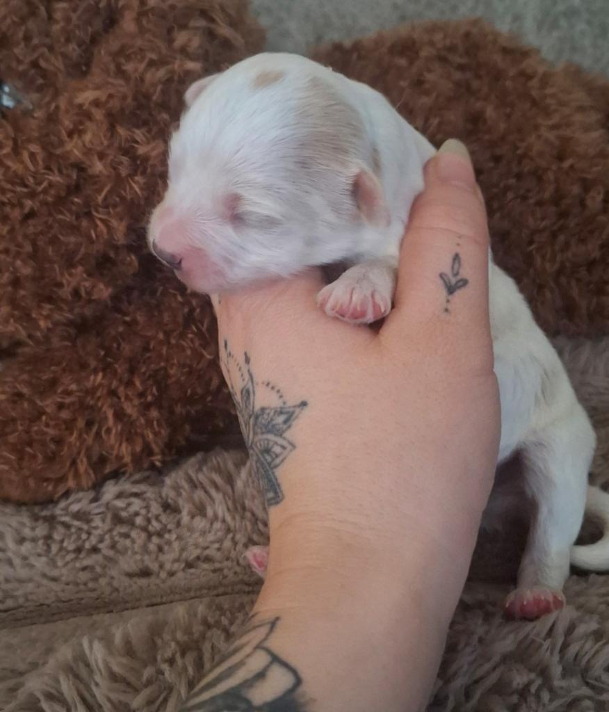 ❤️ GEBOREN!! ❤️ Maltipoo pups ❤️ 1 REUTJE BESCHIKBAAR!!, Parvo, Overige rassen, 8 tot 15 weken, Meerdere