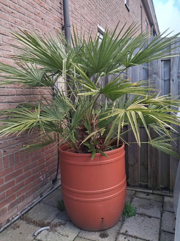 Palm te koop, Tuin en Terras, Planten | Bomen, Ophalen, Bloeit niet, Halfschaduw, 100 tot 250 cm