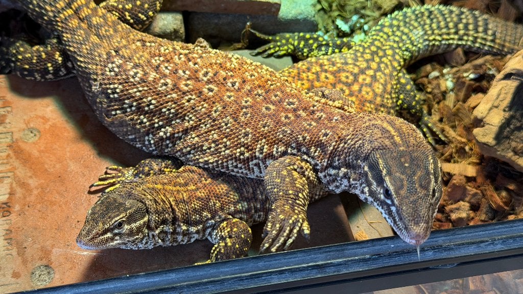 Varanus Ackies red