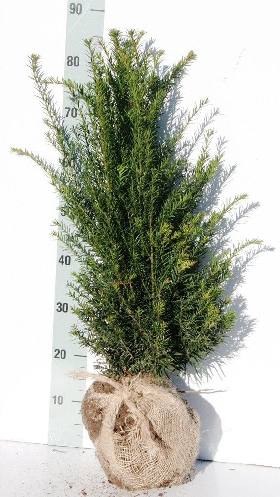 Taxus baccata, Ophalen of Verzenden, Taxus, Struik, Minder dan 100 cm