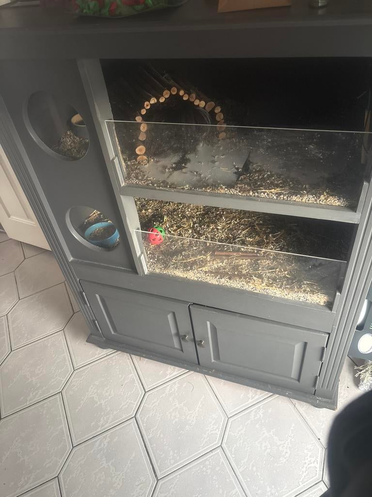 2 broertjes Cavia’s nog van oktober., Kooi, Zo goed als nieuw, 75 tot 110 cm, Cavia