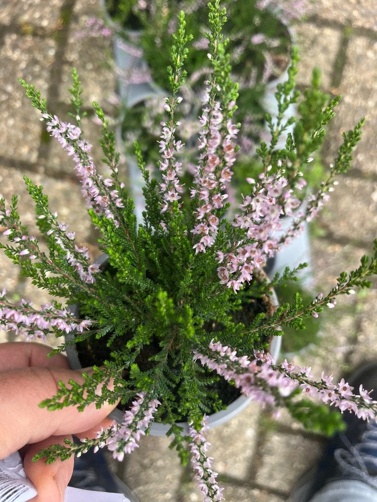 Unieke inheemse heideplantjes voor biodiversiteit, Ophalen, Overige soorten, Struik, Minder dan 100 cm