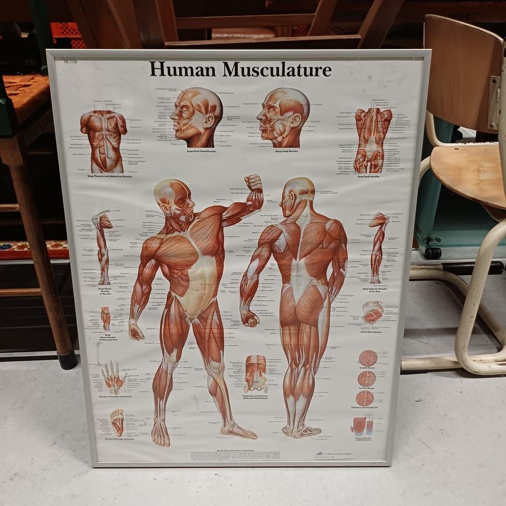 Vintage schoolplaat / ingelijste poster spieren fitness, Ophalen, Aardrijkskunde